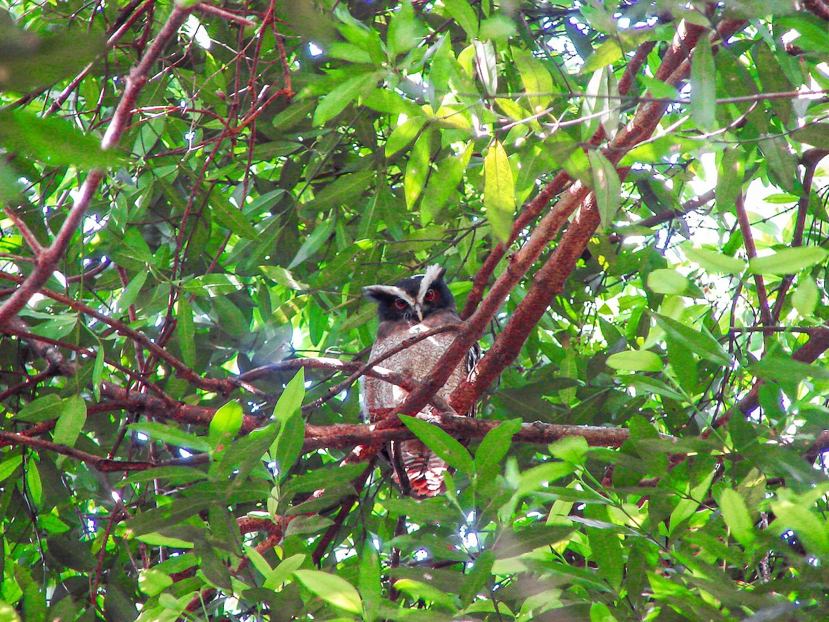 Crested Owl - ML99457861