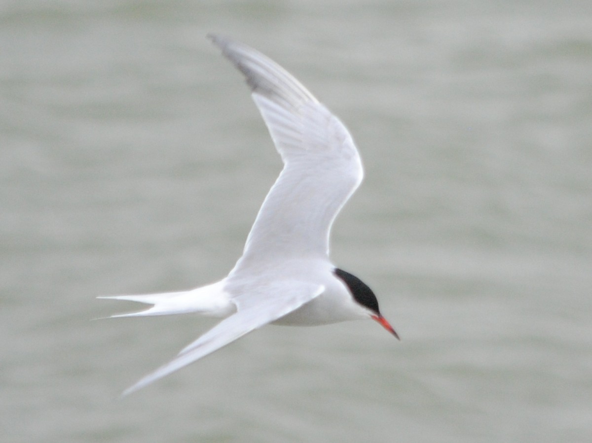 Common Tern - ML99458381