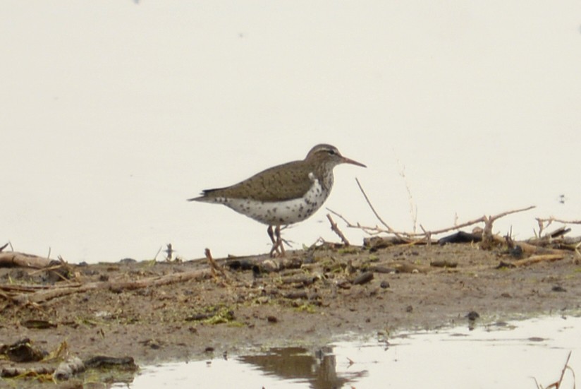 Spotted Sandpiper - Hal Robins