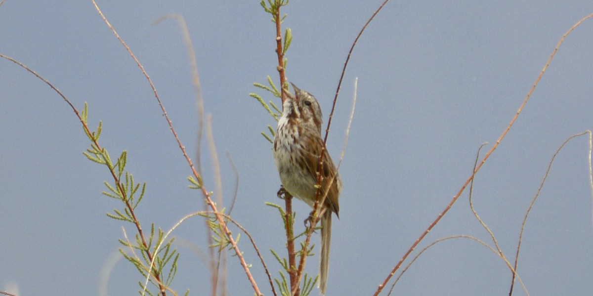 Song Sparrow - Hal Robins