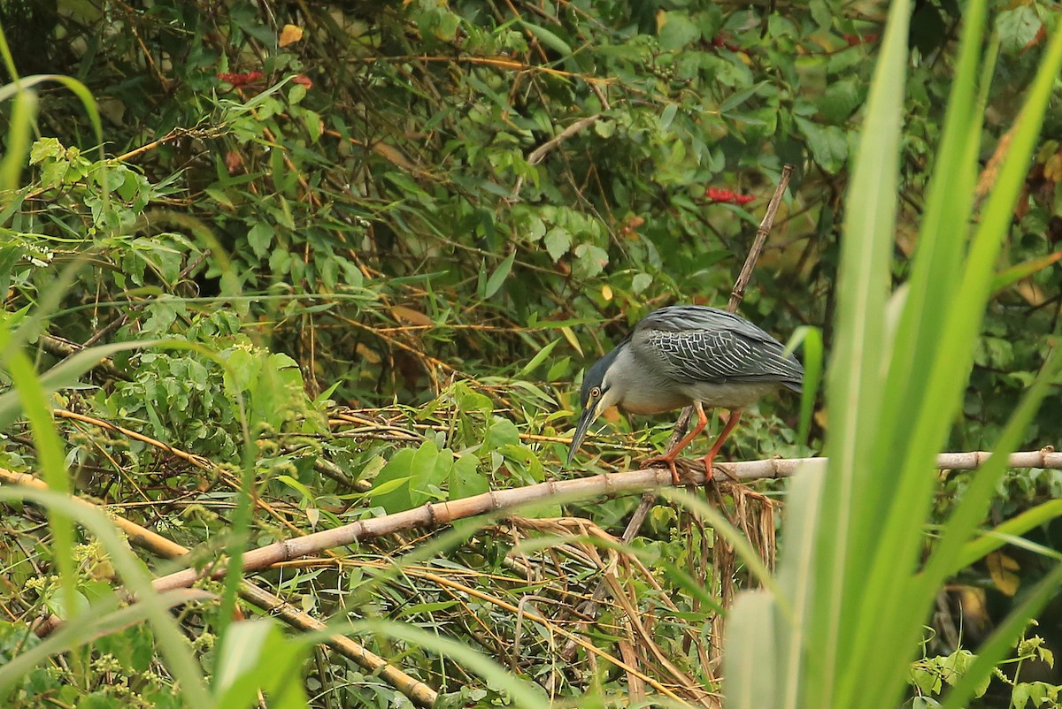 Striated Heron (South American) - ML99462141