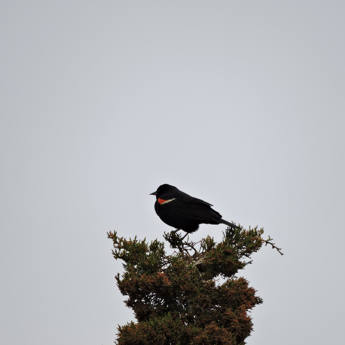 Red-winged Blackbird - ML99467131
