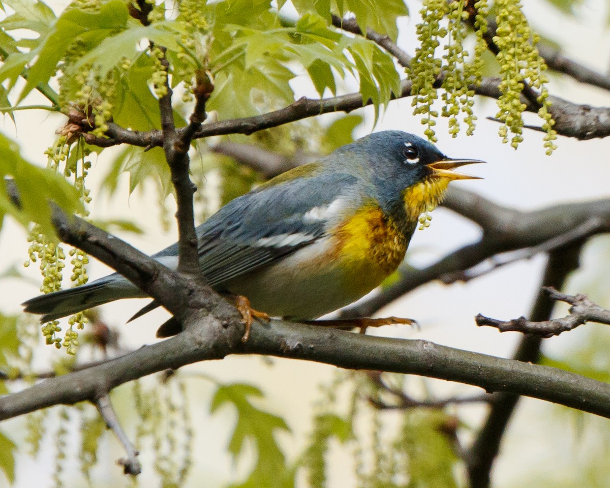 Northern Parula - Jeff Stacey