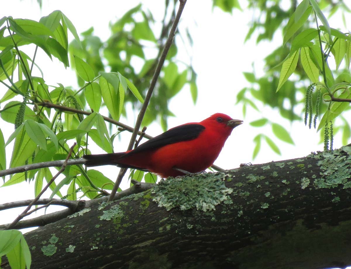 Scarlet Tanager - Janis Stone