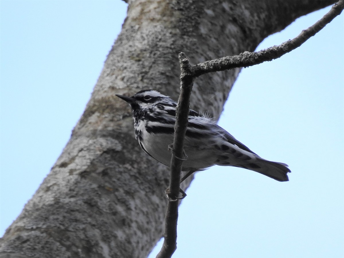Black-and-white Warbler - Stephane Demers