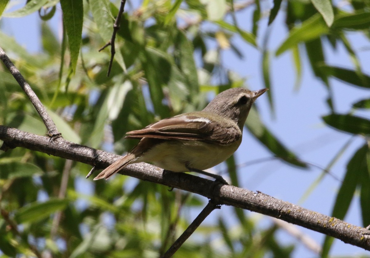 Warbling Vireo - Millie and Peter Thomas