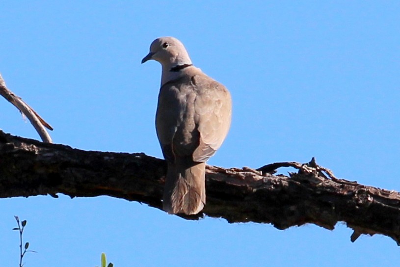 Eurasian Collared-Dove - ML99477291