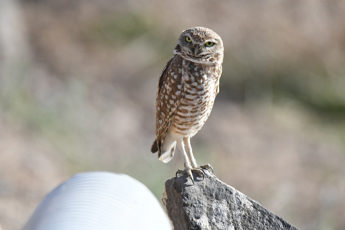 Burrowing Owl - ML99477961