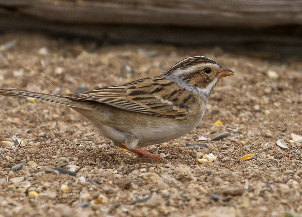 Clay-colored Sparrow - Teresa Connell