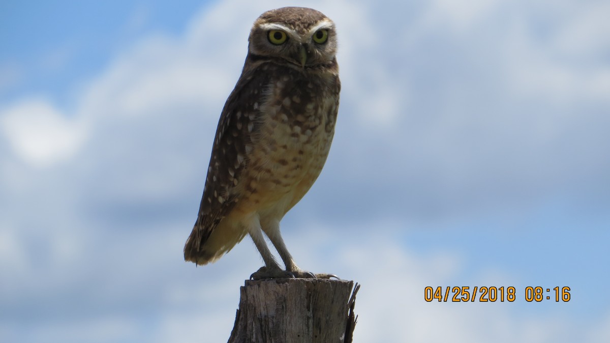 Burrowing Owl - ML99481981