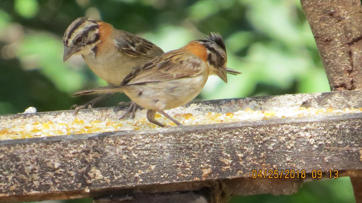 Rufous-collared Sparrow - rick shearer