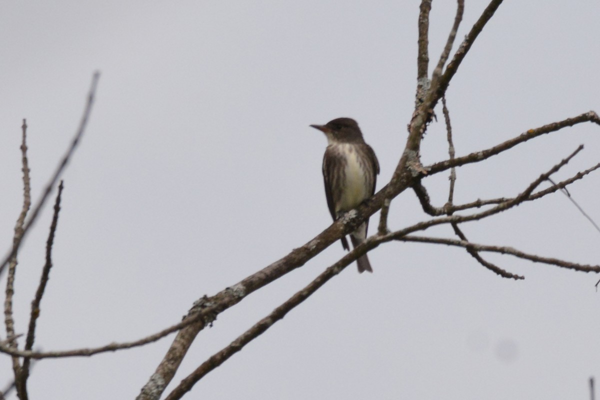 Olive-sided Flycatcher - Ethan Lai
