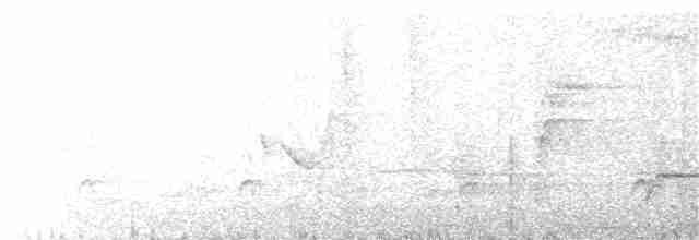Turuncu Gagalı Bülbül Ardıcı - ML99483001