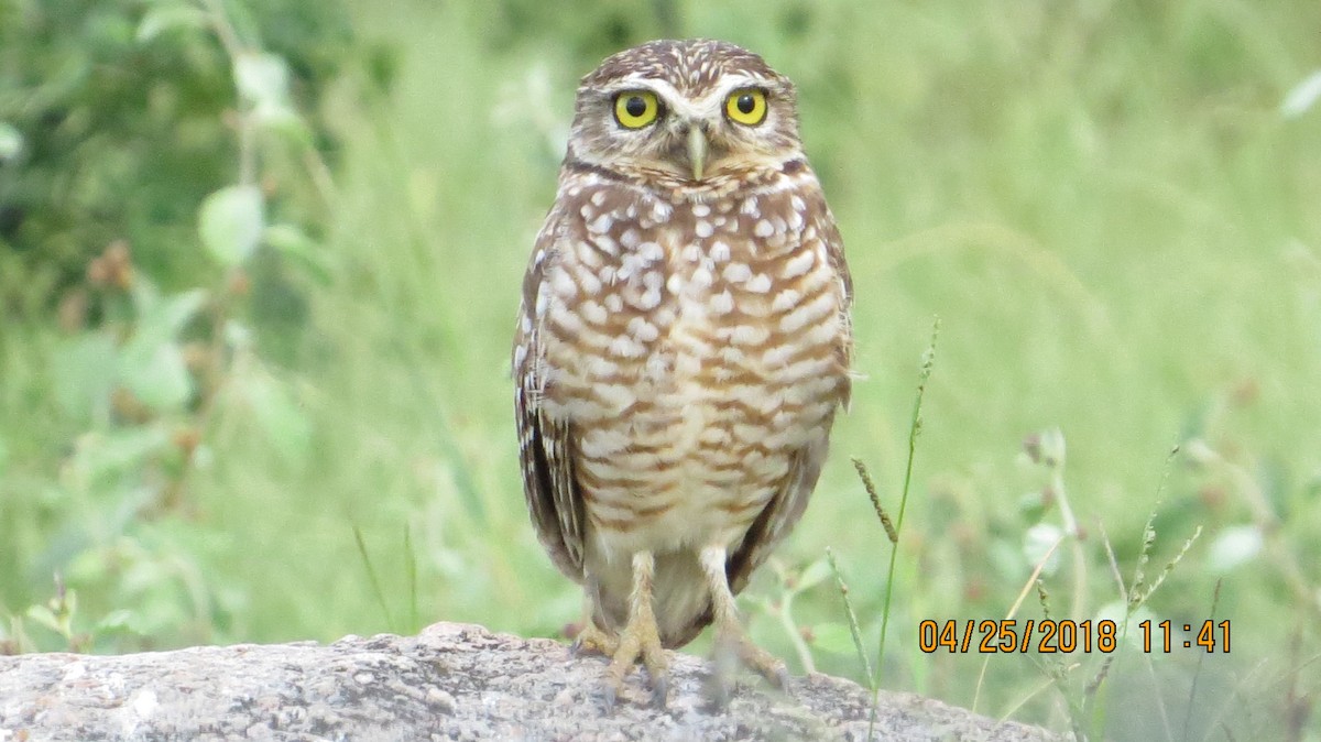 Burrowing Owl - ML99483131