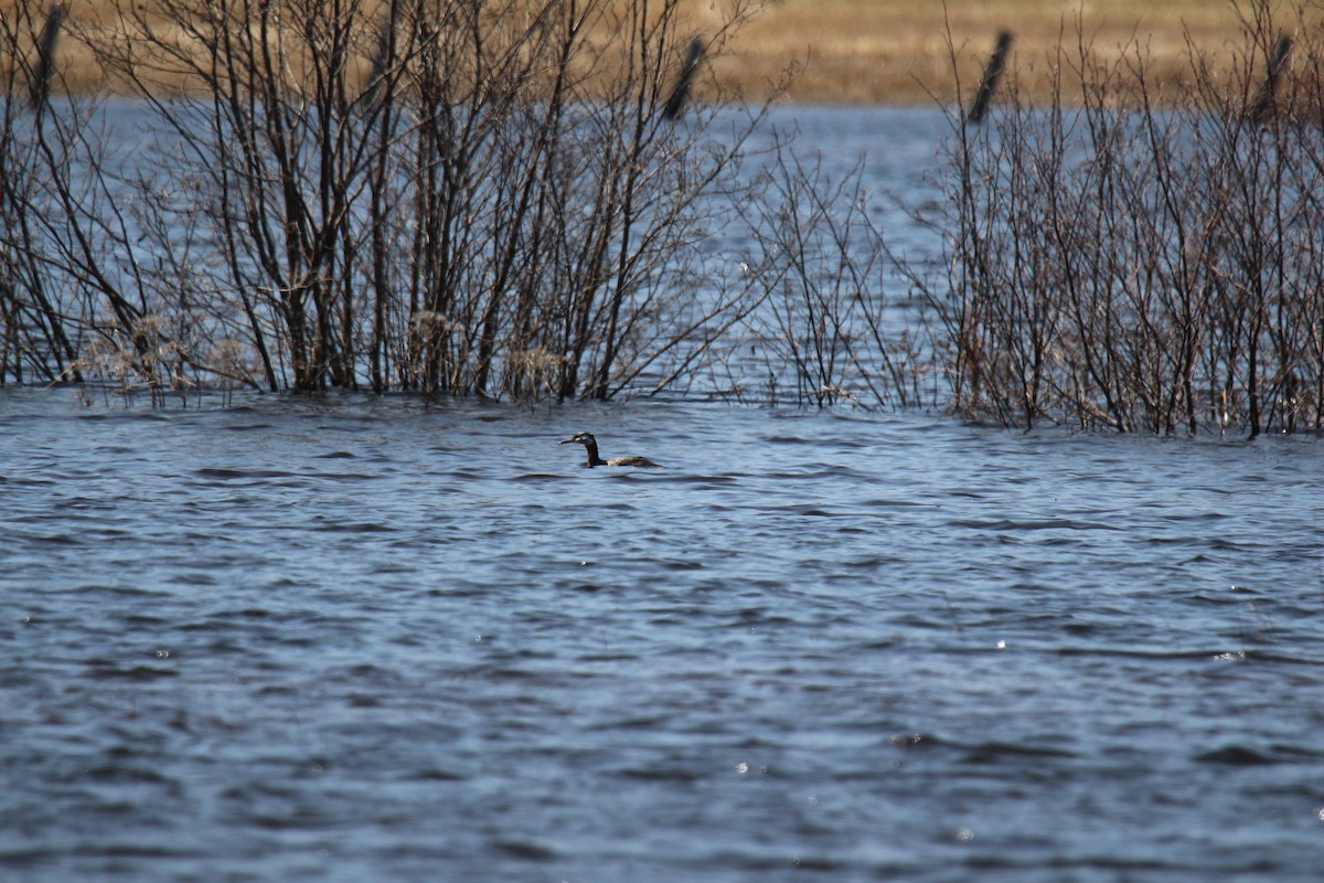 Red-necked Grebe - ML99484071
