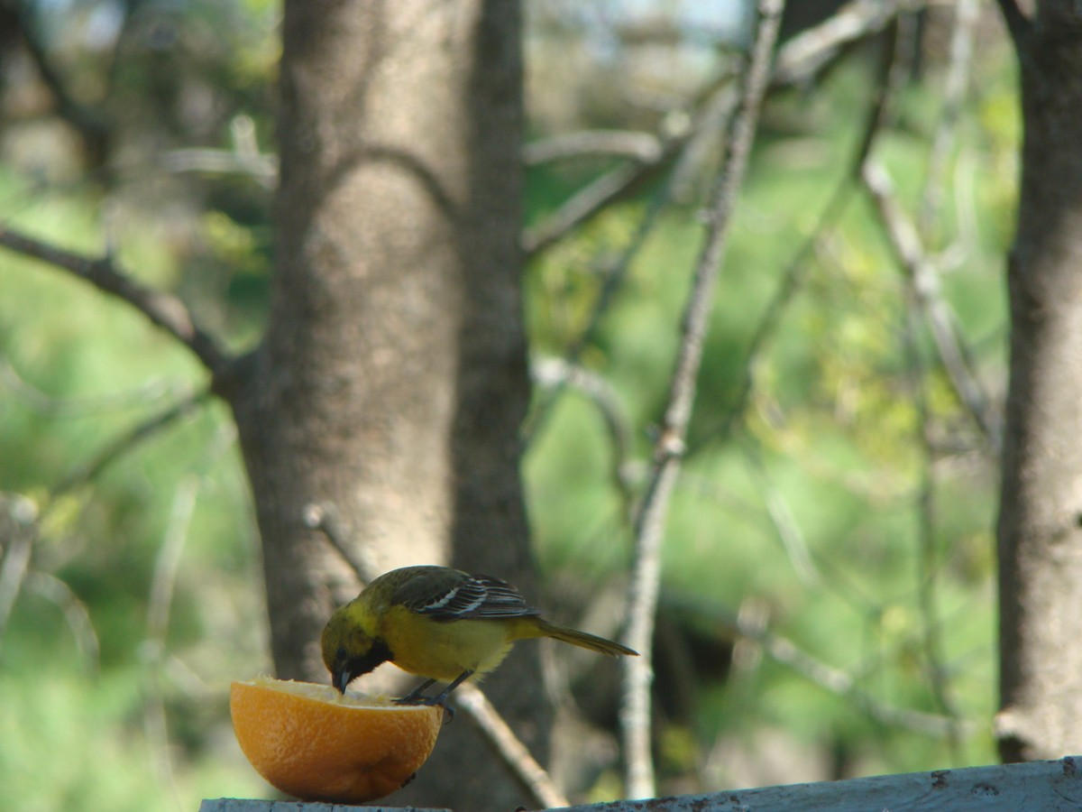 Orchard Oriole - ML99487351
