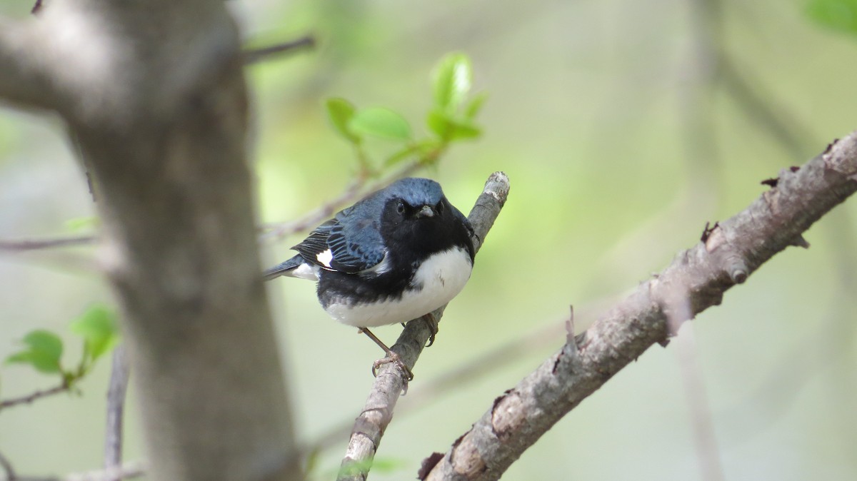 Black-throated Blue Warbler - Ardea Thurston-Shaine