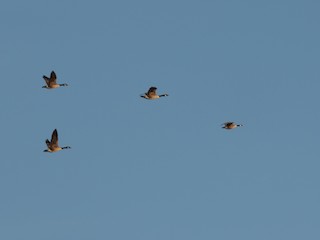 Cackling Goose, ML99494081