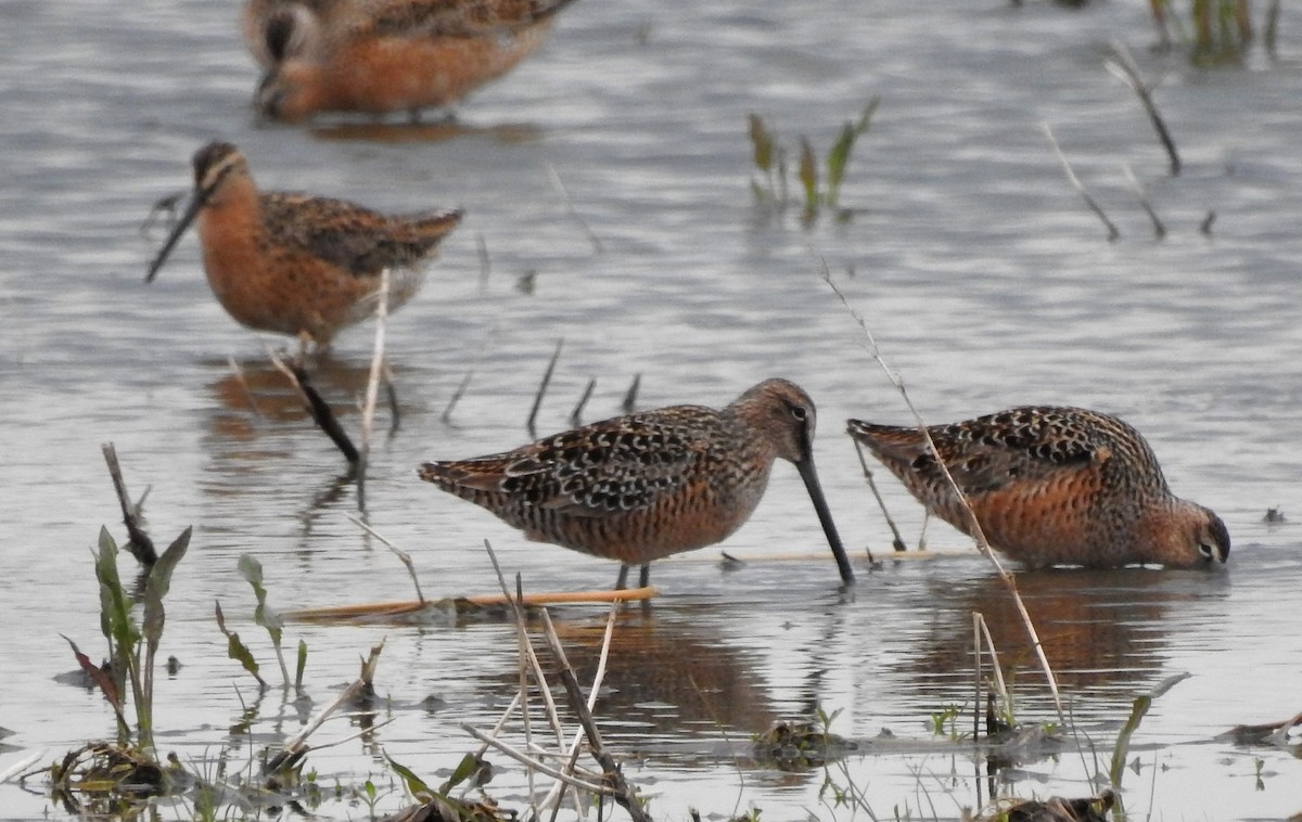 Long-billed Dowitcher - ML99499641