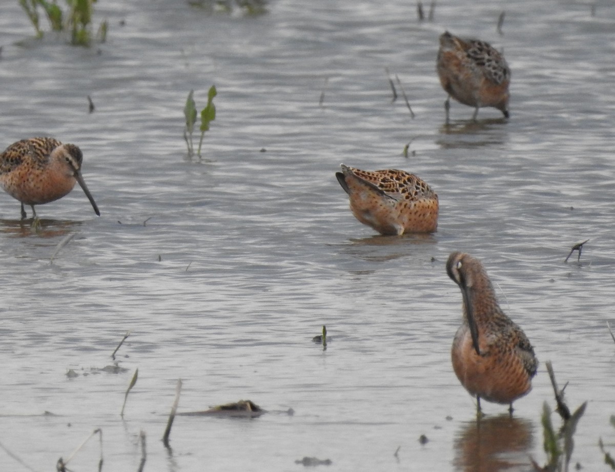Long-billed Dowitcher - ML99499671