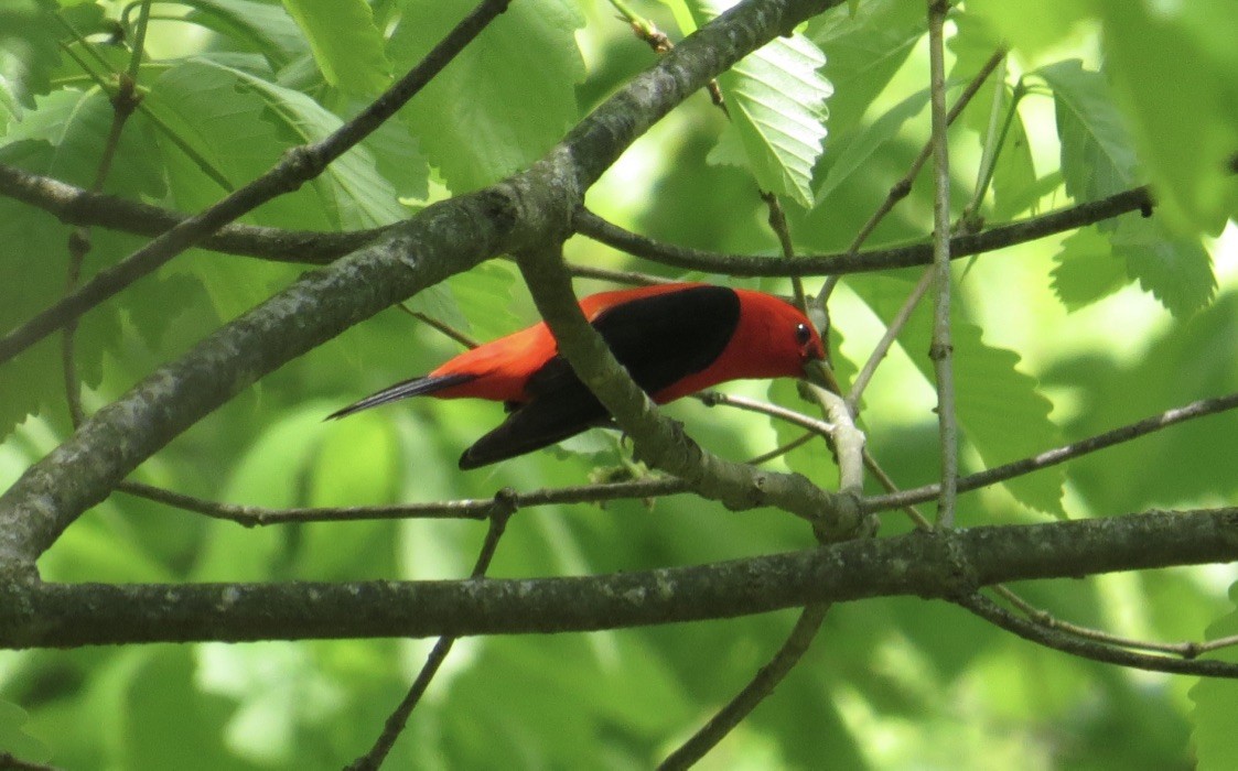 Scarlet Tanager - ML99503051
