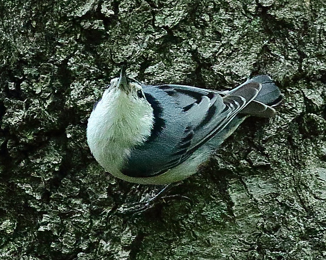 White-breasted Nuthatch - Ryan Candee