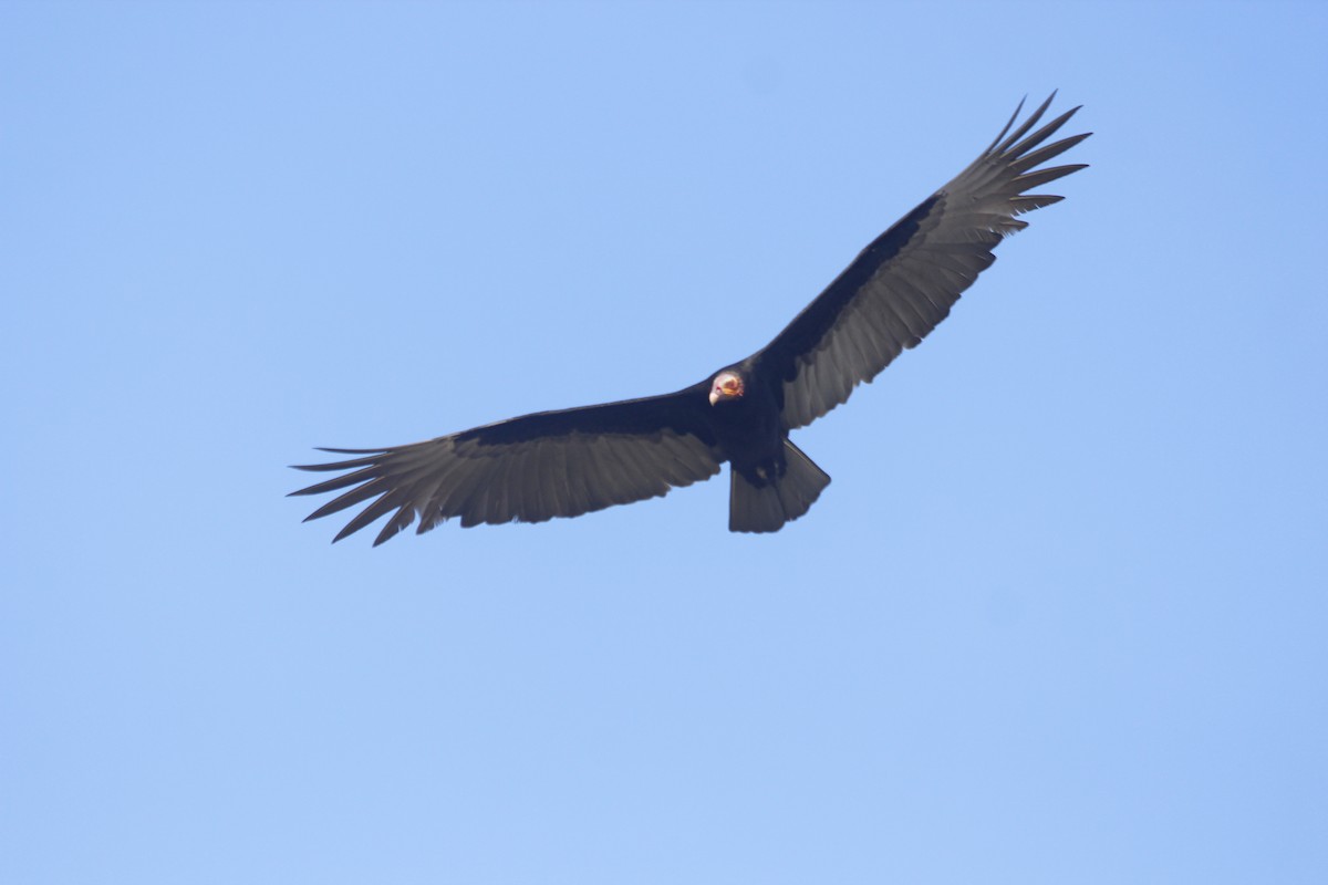 Lesser Yellow-headed Vulture - Daniel Moreno López