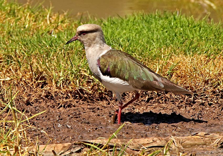 Andean Lapwing - Roger Ahlman