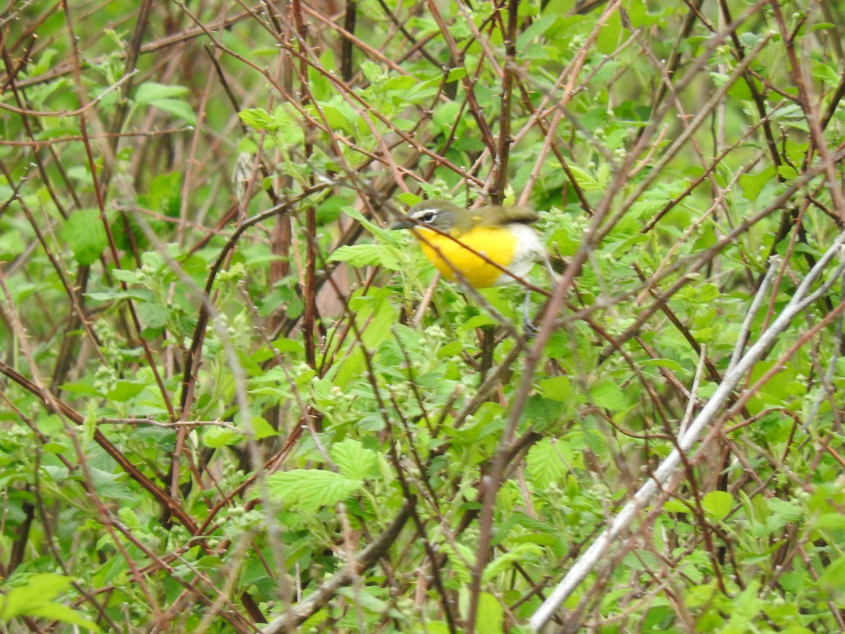 Yellow-breasted Chat - ML99508291