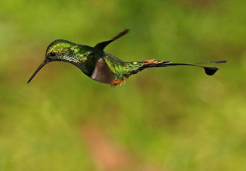 Rufous-booted Racket-tail - ML99511201