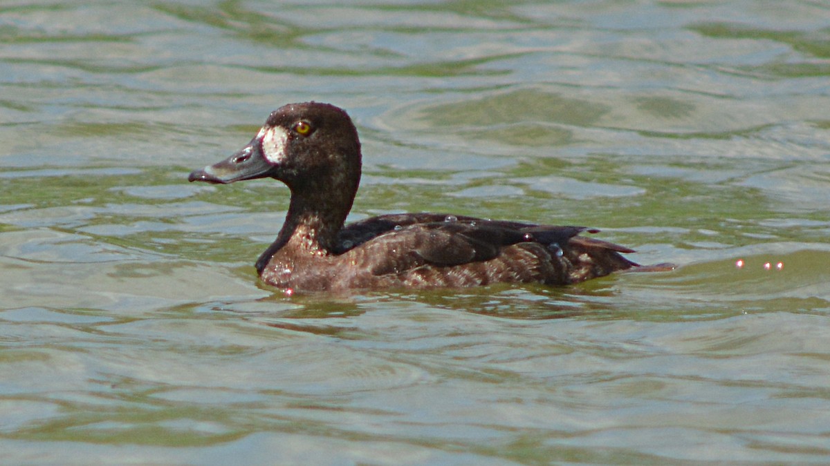 Greater Scaup - Carl Winstead