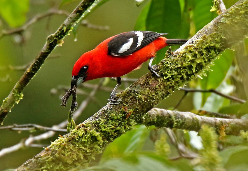 White-winged Tanager - ML99514361