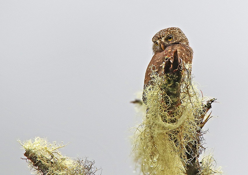 Yungas Pygmy-Owl - ML99515601