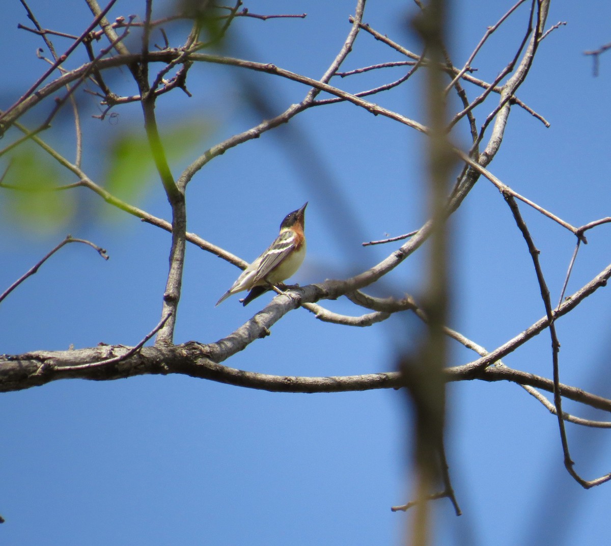 Bay-breasted Warbler - ML99516751