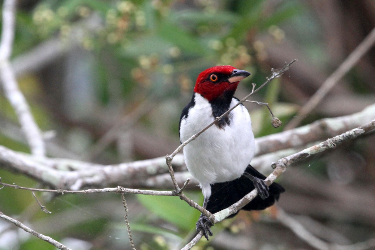Red-capped Cardinal - ML99517651