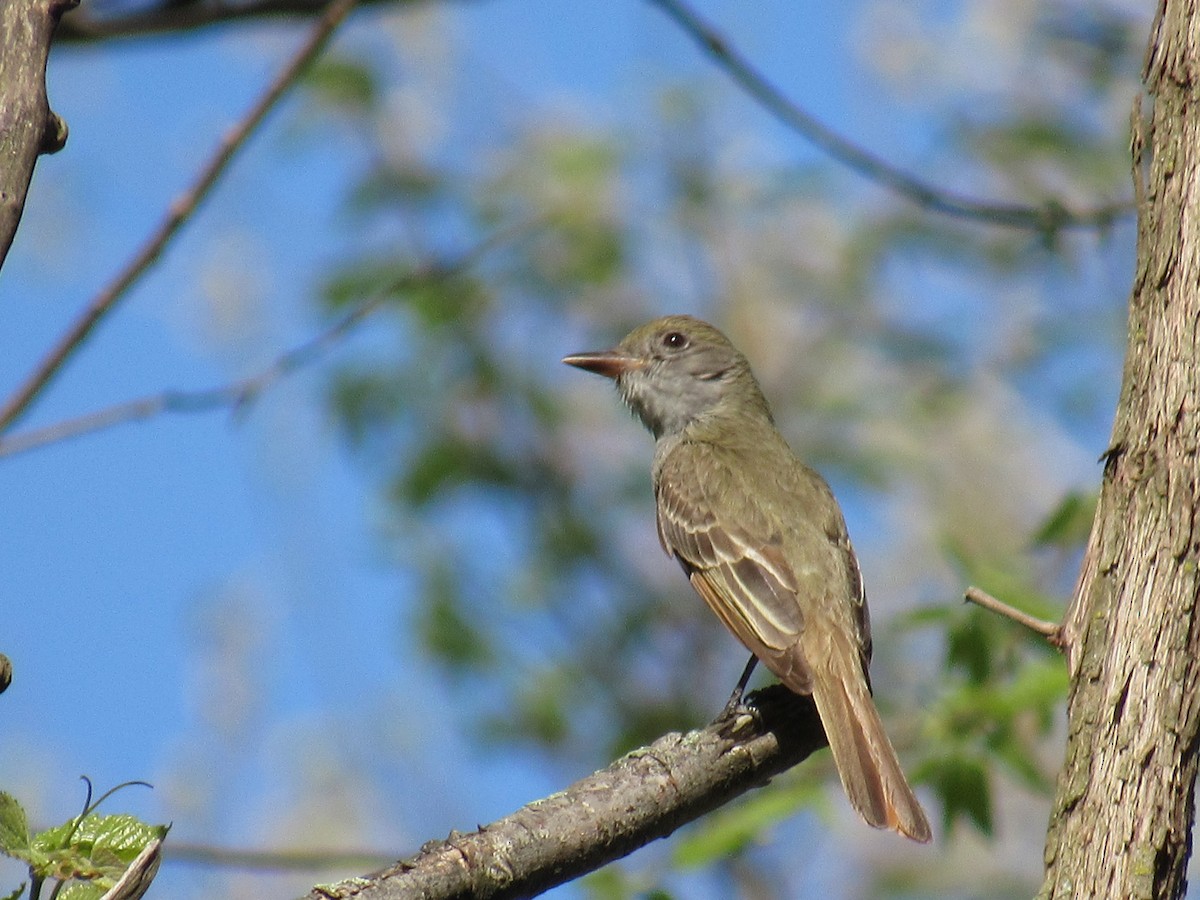Great Crested Flycatcher - Rhiannon Thunell