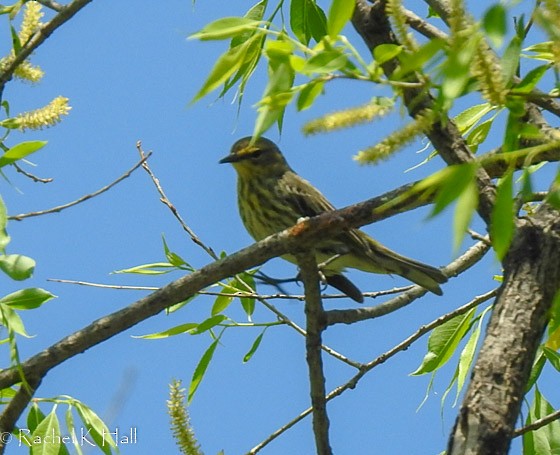 Cape May Warbler - ML99521141