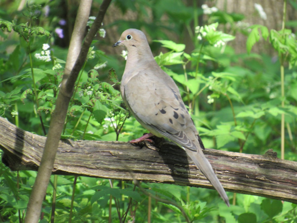 Mourning Dove - Rhiannon Thunell