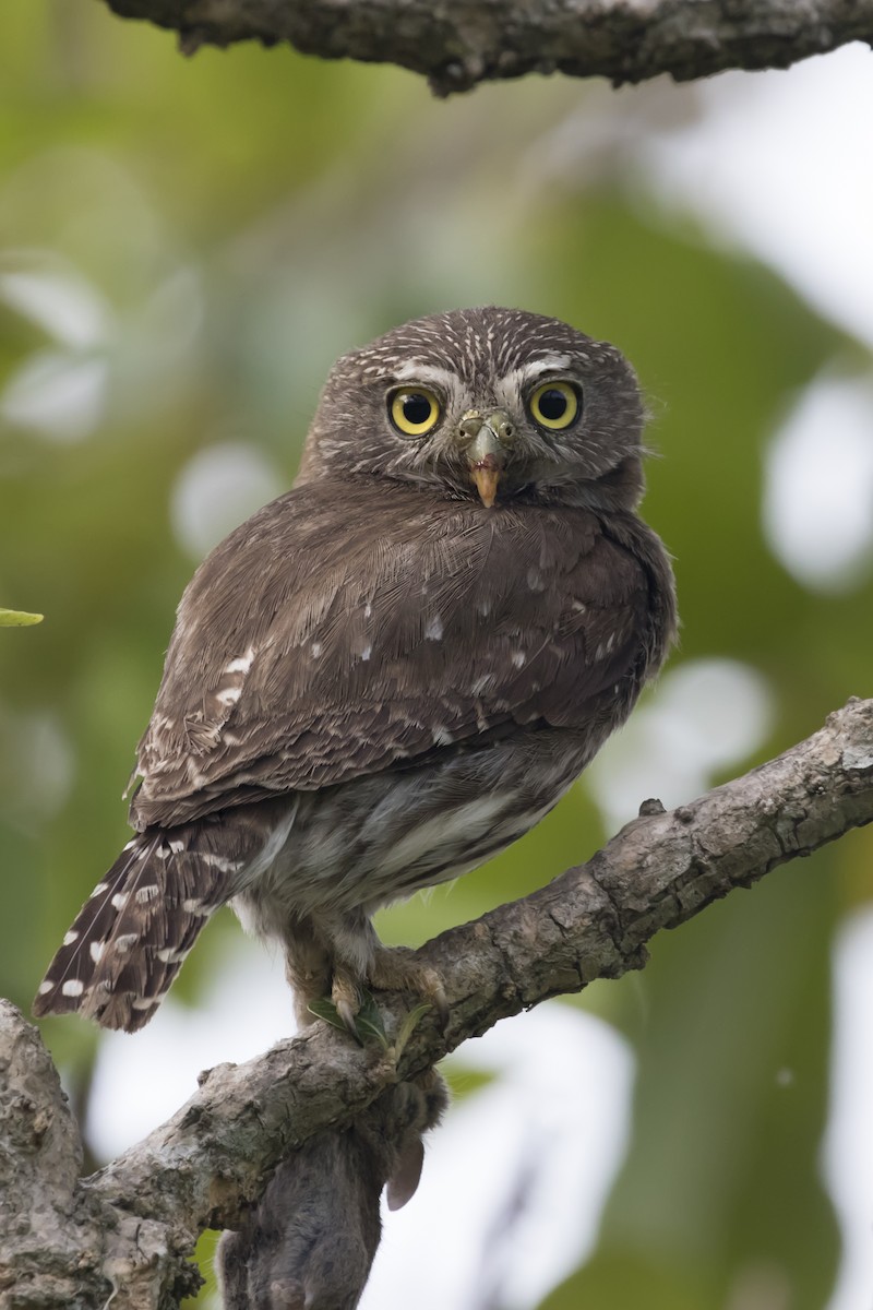 Ferruginous Pygmy-Owl - Marcelo Corella