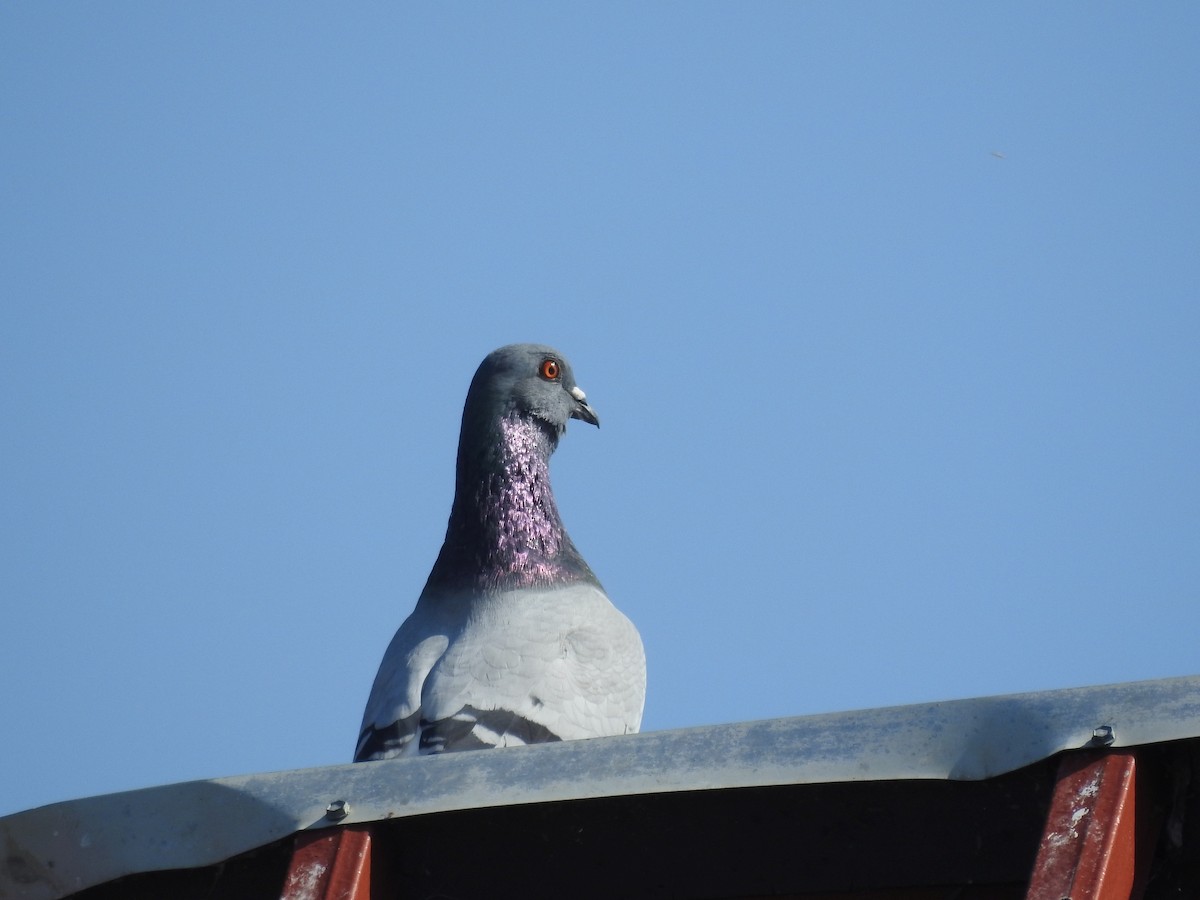 Rock Pigeon (Feral Pigeon) - Rick Luehrs