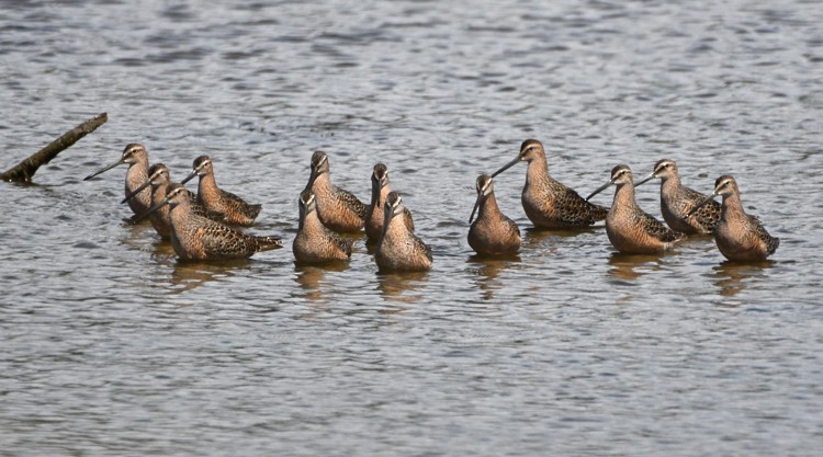 Short-billed Dowitcher - MJ OnWhidbey