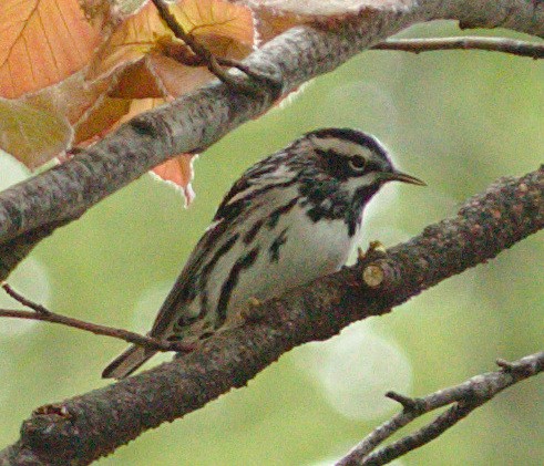 Black-and-white Warbler - ML99531571