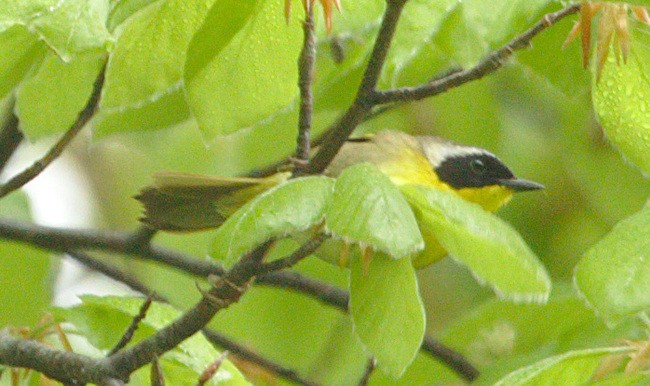Common Yellowthroat - sicloot