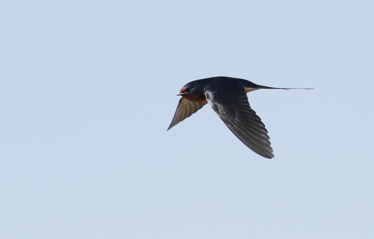 Barn Swallow - Phillip Odum