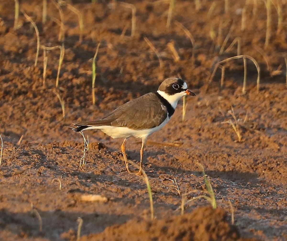Semipalmated Plover - ML99542661