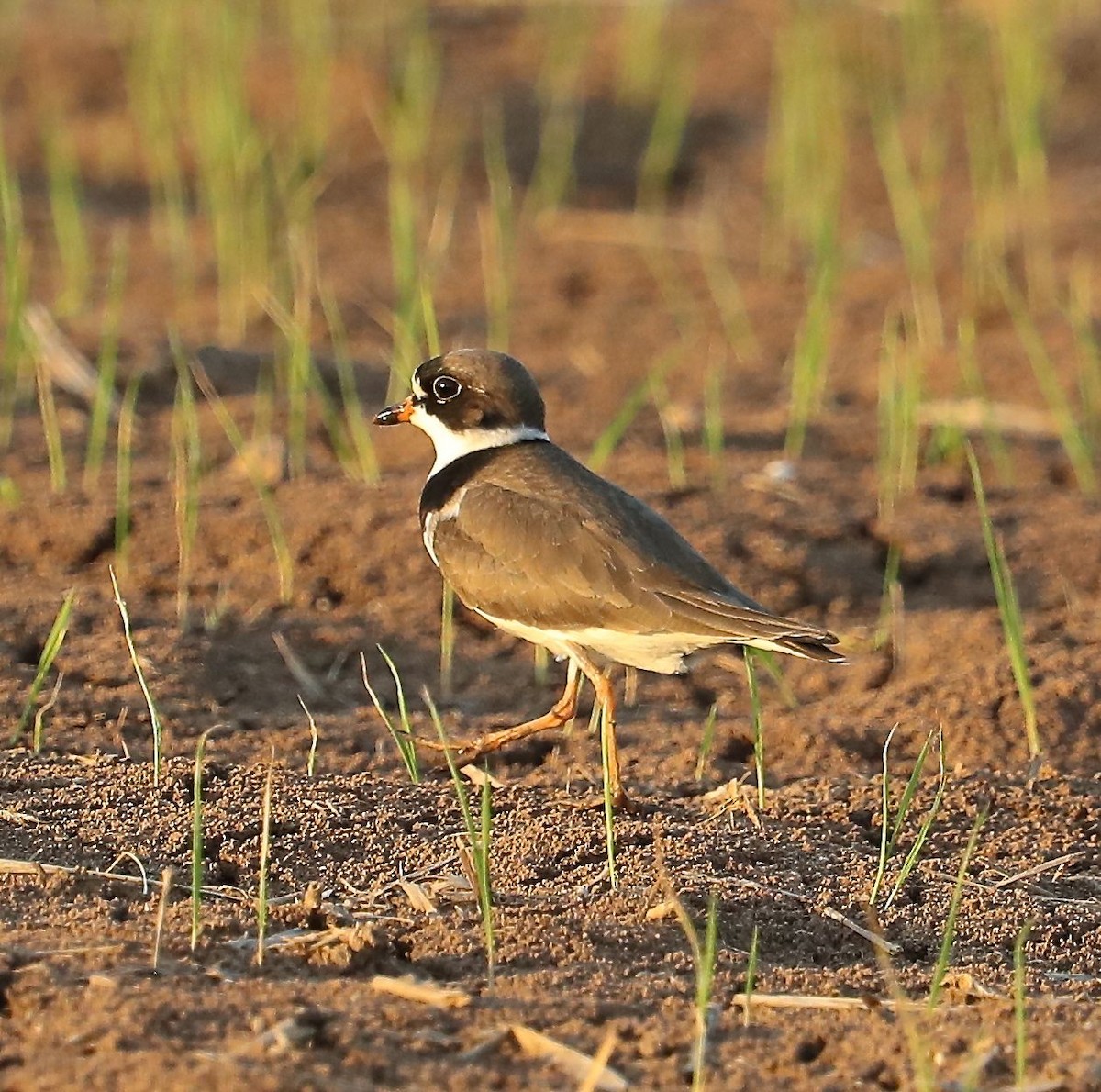 Semipalmated Plover - ML99542671