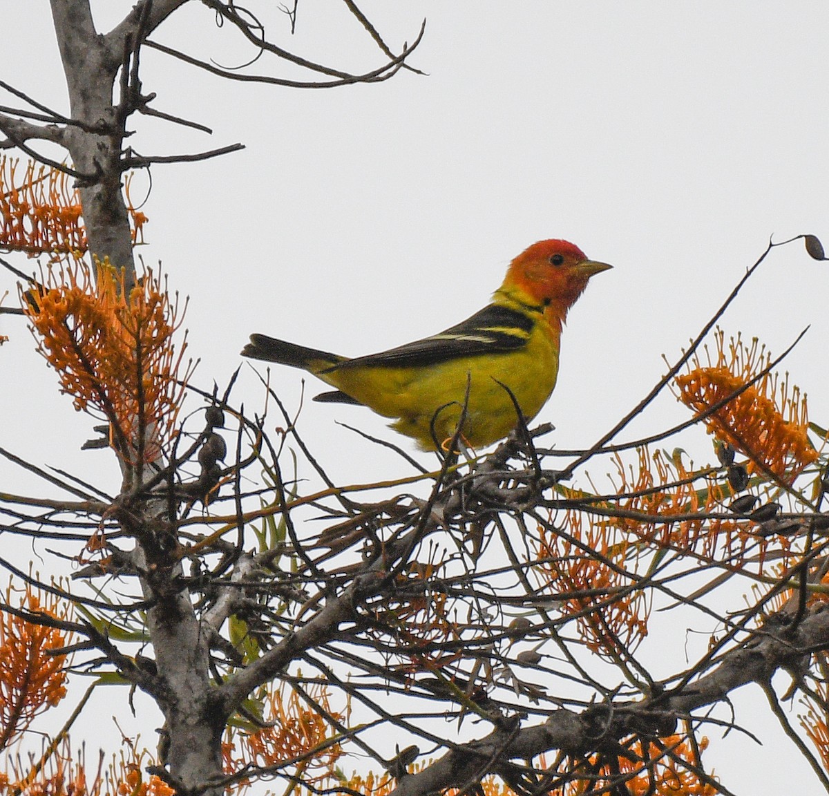 Western Tanager - Alison Davies