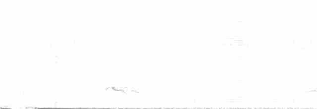 Зозуля білогорла - ML99543551