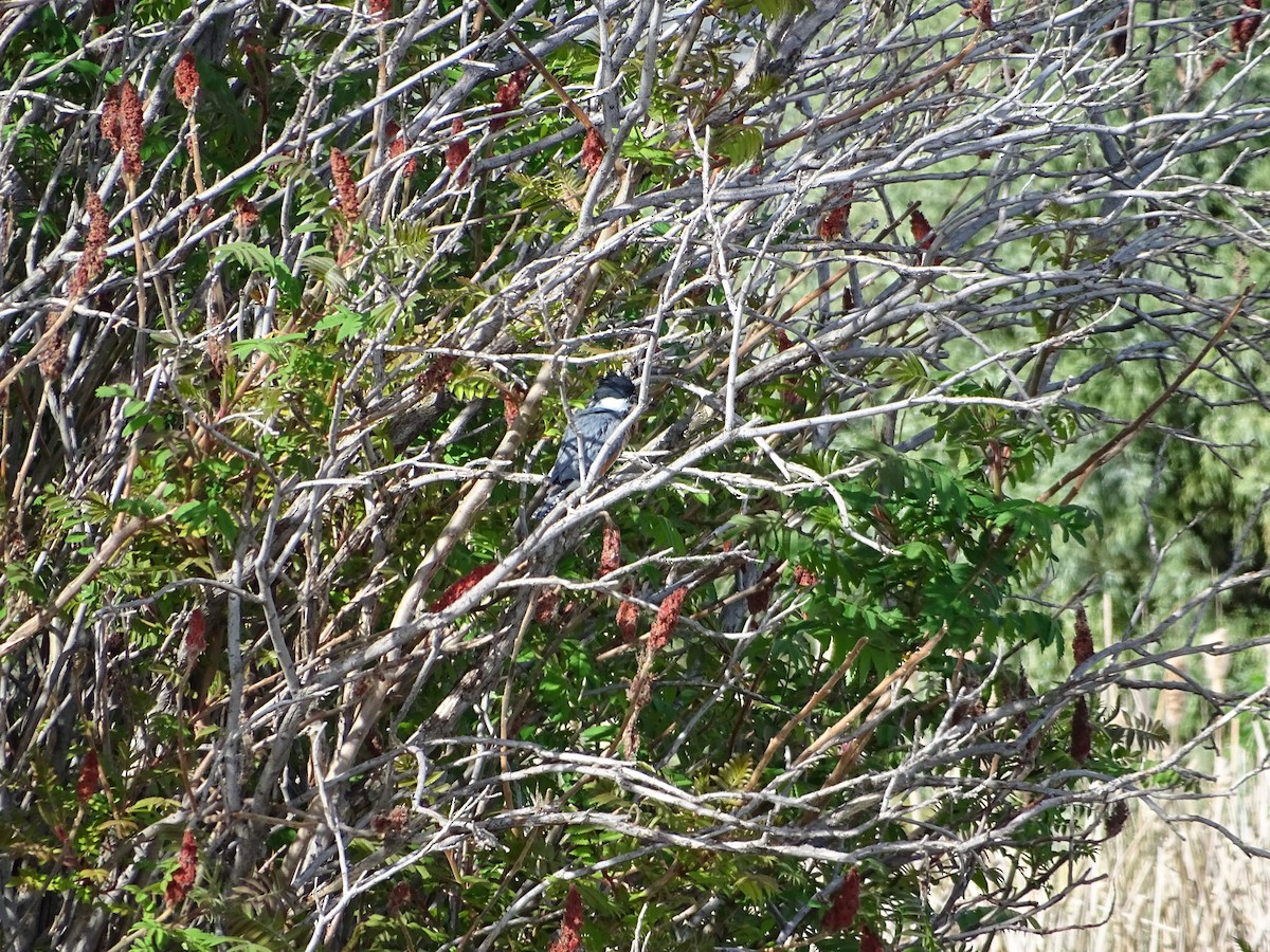 Belted Kingfisher - ML99543641