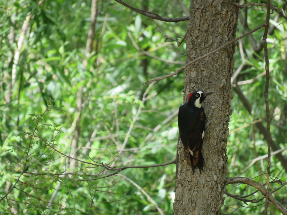 Acorn Woodpecker - ML99547031